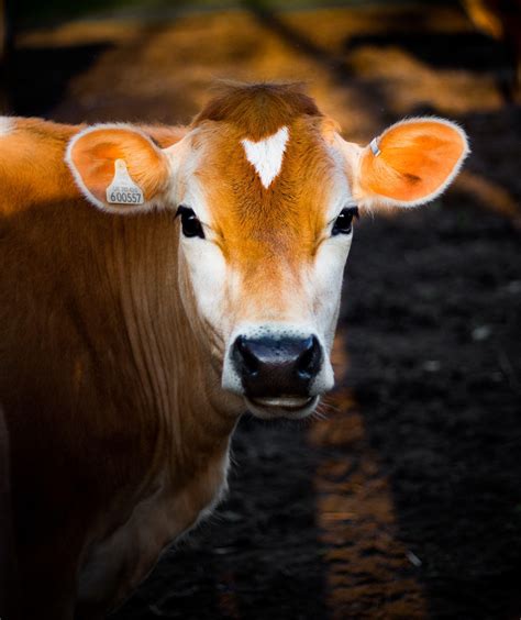 Cattle Wallpapers Top Free Cattle Backgrounds Wallpaperaccess