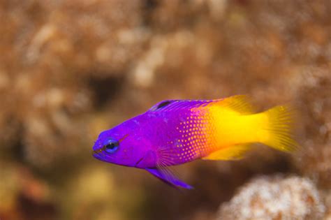 Fairy Basslet Reef Common Caribbean Reef Fishes Inaturalist Nz