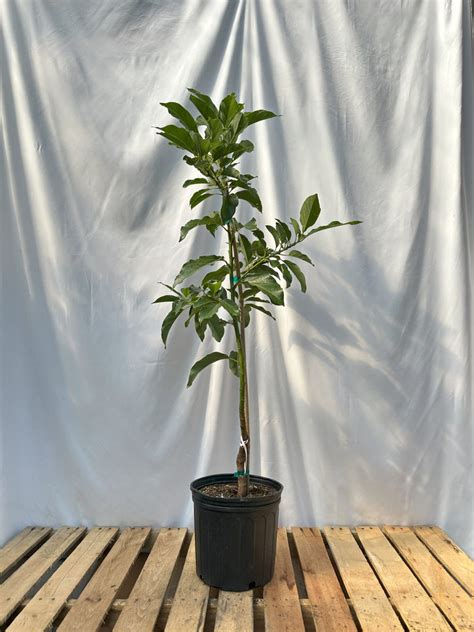 Simmonds Avocado Tree