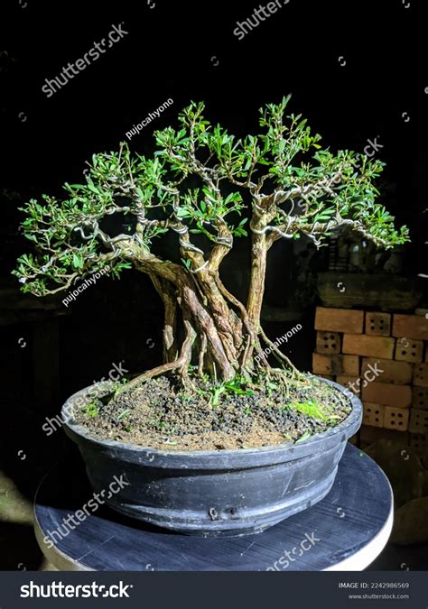 Cendrawasih Bonsai Phyllanthus Myrtifolius Myrtle Leaf Stock Photo 2242986569 | Shutterstock