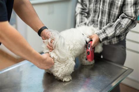 Cleaning Your Dogs Glands At Rita Eustice Blog
