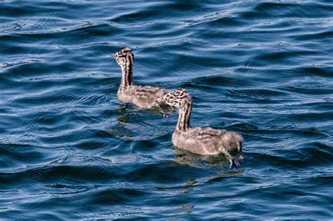 Great Grebe Podiceps Major Ecoregistros