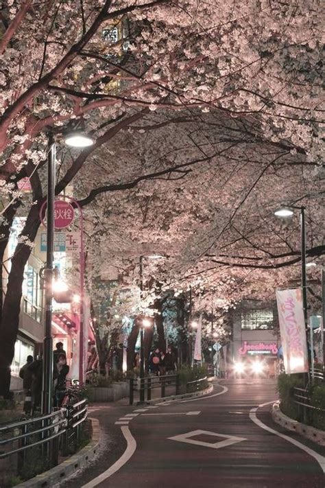 Aesthetic Cherry Blossom Night Wallpaper Mural Wall