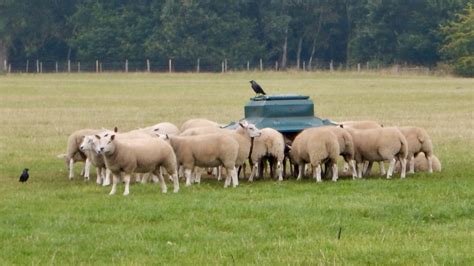 Creep Feeding Lambs Plus Two Jackdaws Douglas Law Flickr