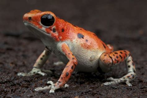 Blue Jeans Or Strawberry Poison Dart Frog Stock Photo Image Of Dart