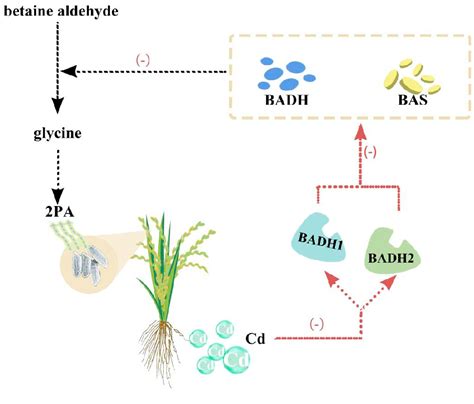 Figure From The Effects Of Heavy Metal Pollution On Soil Nitrogen