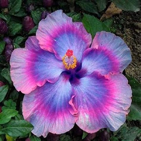 Total Imagem Hibisco Azul Planta Br Thptnganamst Edu Vn