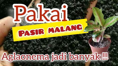 Cara Memperbanyak Aglaonema Dengan Media Pasir Malang Terbaru YouTube