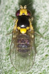 Leaf Miner Fly Liriomyza BugGuide Net