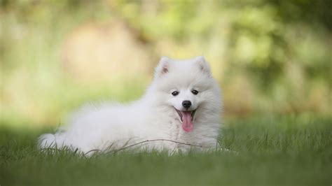 German Spitz Wallpapers Wallpaper Cave