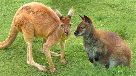wallaby  kangaroo