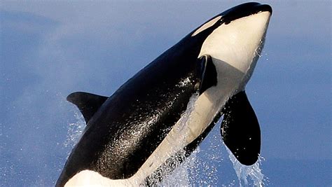 Group sues to expand protected orca habitat along West Coast