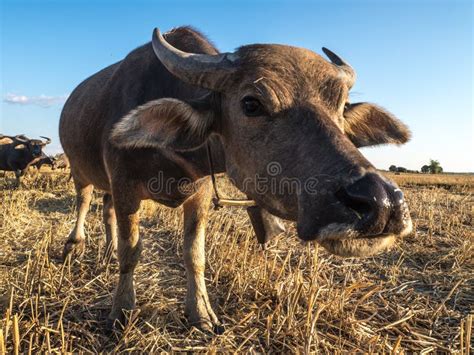 Livestock Farming In The Fields Stock Image Image Of Farm Pasture