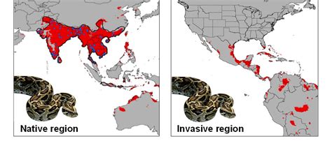 Solved Pesky Pythons Use the information and images to | Chegg.com