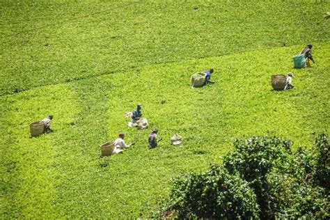 Tagestour Zur Kiambethu Tea Farm Getyourguide