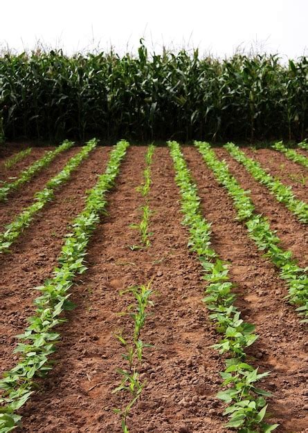 Planta de frijoles negros y maíz en el jardín Foto Premium