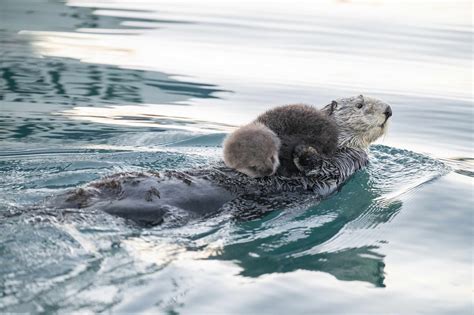 Sea Otter Pups In The Harbor At Homer Ak Arthur Morris Birds As Art