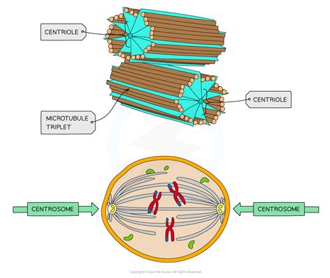 Structure Of Eukaryotic Cells Aqa A Level Biology Revision Notes