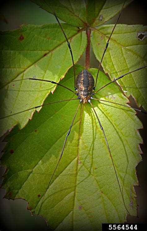 harvestmen, (Opiliones) - 5564544