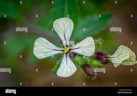 A White Flower Stock Photo Alamy