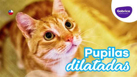 Pupilas Dilatadas En Gatos Expertoenmascotas Youtube