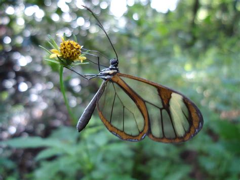 Borboleta-transparente