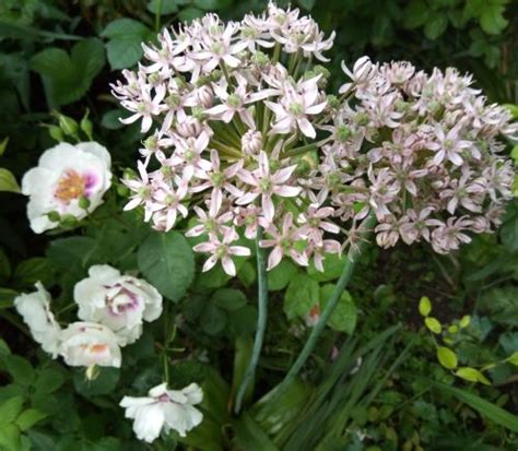 Декоративен лук - Алиум / Allium sp. - Page 22 - Форум HobbyKafe.com