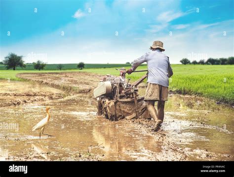 Rice Farming Plowing Rice Field With Hand Tractor So Called Iron