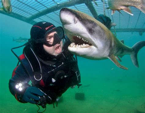 A Diver Comes Face To Face With A Shark Statue Underwater Museum In