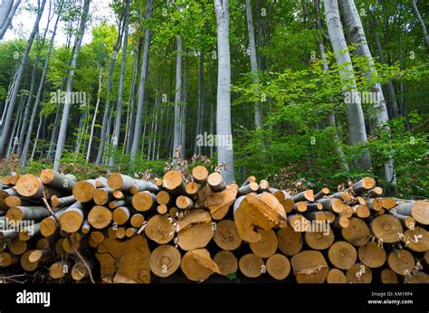 Pila de troncos de madera en el borde del bosque Fotografía de stock