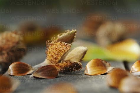 Beech-nuts and shells, close-up stock photo
