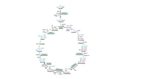 Citric Acid Cycle Ppt