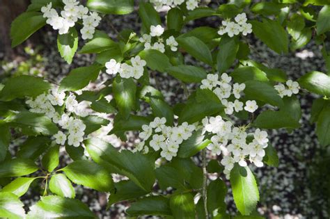 Leaves and Flowers of a Glossy Hawthorn Tree | ClipPix ETC: Educational ...