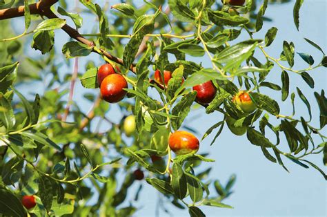 Shanxi Li Jujube Tree — Just Fruits And Exotics