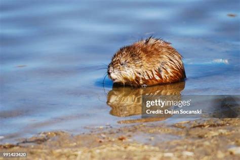 529 Muskrats Stock Photos High Res Pictures And Images Getty Images