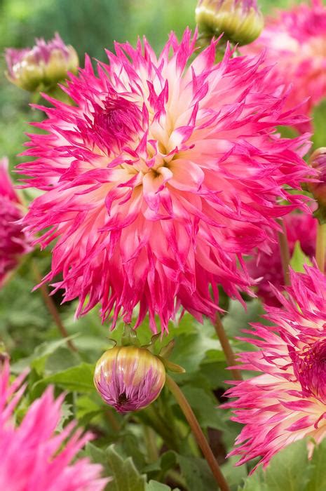 Dahlia Cactus Pinelands Princess Dahlia From Adr Bulbs