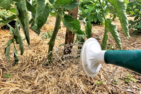 Best Mulch For Tomatoes The Simple Secret To A Healthier Garden