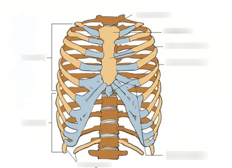 RFU Exam III Summer Anatomy 2018 Diagram | Quizlet