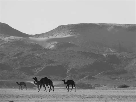 Footloose And Fancy Free Moroccan Animals