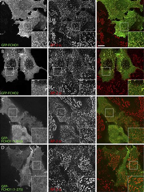 Figures And Data In A Clathrin Coat Assembly Role For The Muniscin