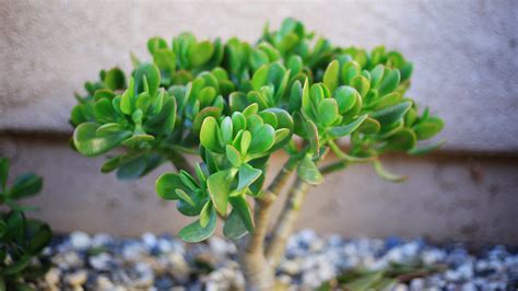 Planta De Jade Crassula Ovata Cultivo Cuidados Y Tipos