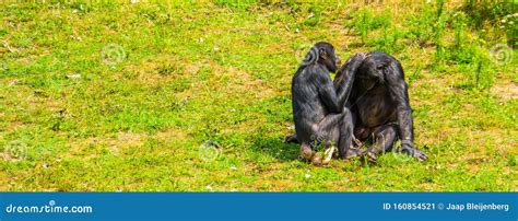 Bonobo Couple Being Intimate Together, Social Human Ape Behavior, Pygmy ...