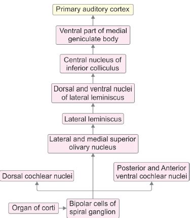 Auditory Pathway Flowchart