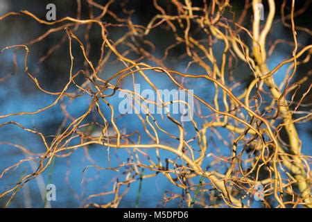 Salix X Sepulcralis Erythroflexuosa Willow Erythroflexuosa Curly