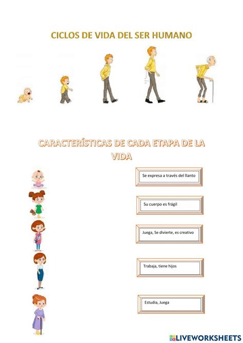 Ciclo De La Vida Interactive Activity Proyectos De Ciencia Para Niños Etapas De La Vida