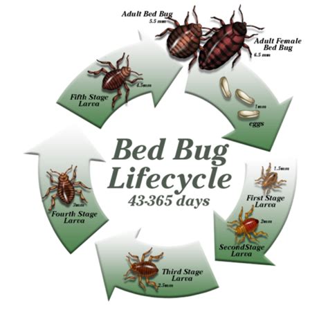 Greenshield Pest Control Expert Bed Bug Control For A Peaceful Sleep