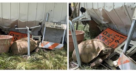 Bundy Vs. Barricaded Aluminum Storage Shed : r/Sulcata