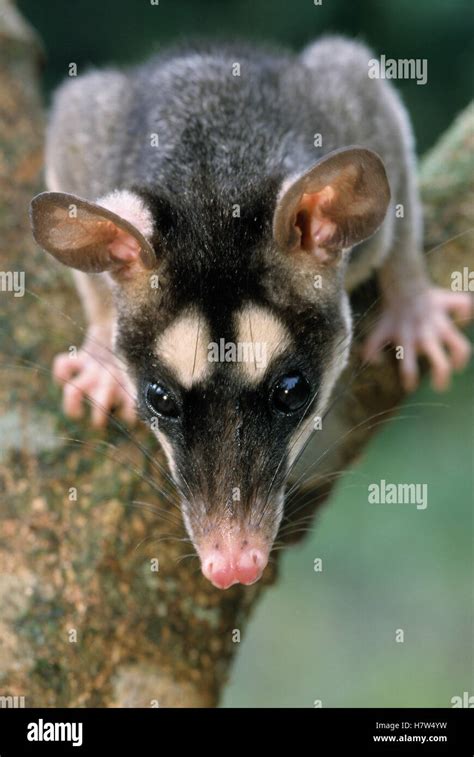 Grey Four Eyed Opossum Philander Opossum Portrait In Tree Showing The Two White Spots Over Its