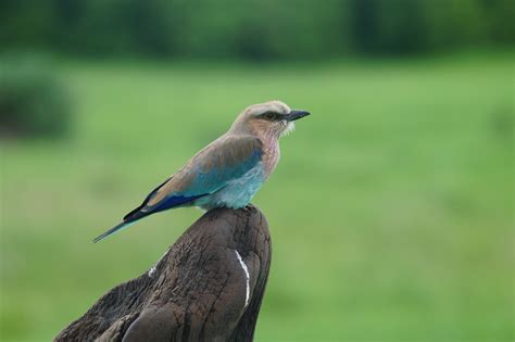 Hwange National Park - Safari Africa