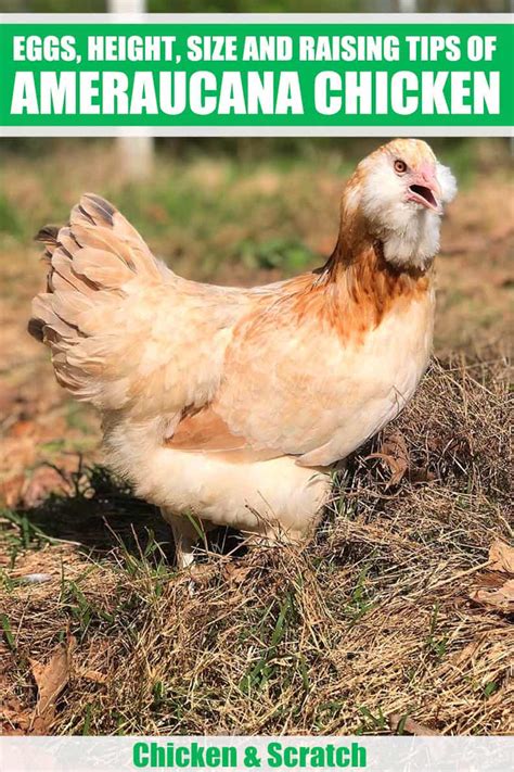 Ameraucana: Eggs, Height, Size and Raising Tips